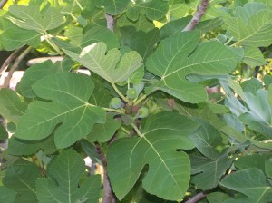 Fruit Full Fig Tree