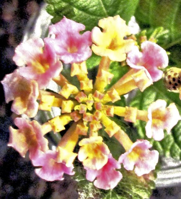 Lantana