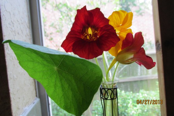 nasturtiums 001