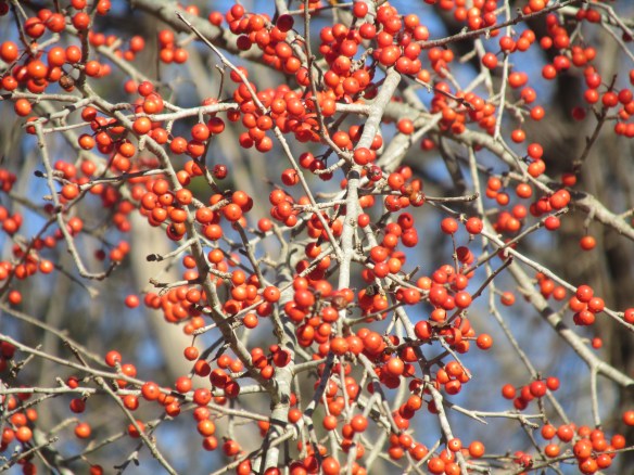 InnAboveOnionCreek 010