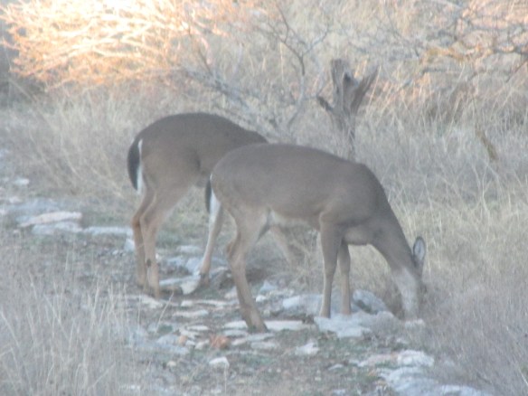 InnAboveOnionCreek 015