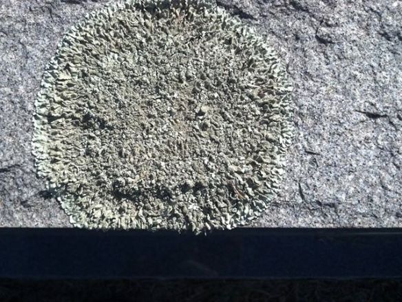 TealGravestoneLichenBullardOct20