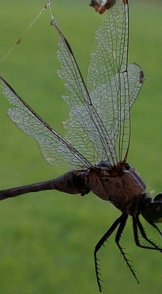 dragonfly3