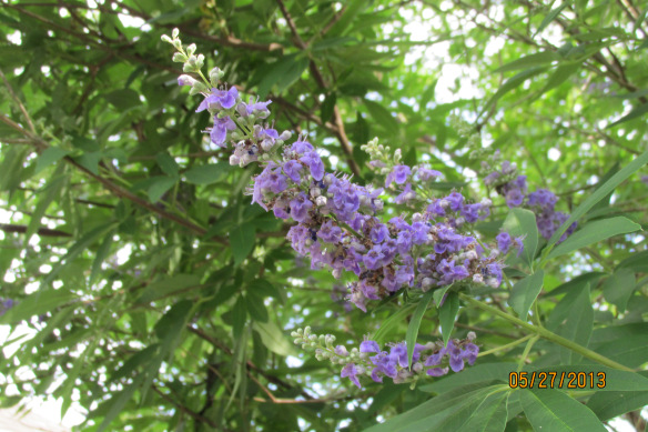 vitex