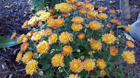 chrysanthemum