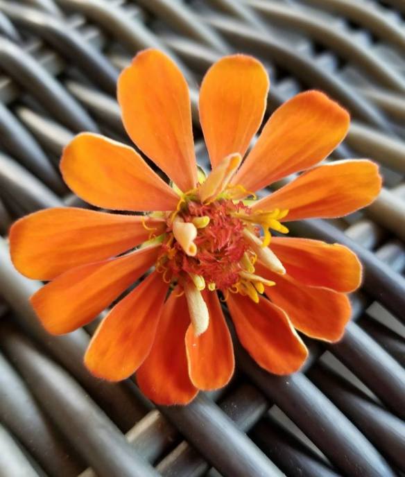 OrangeZinnia